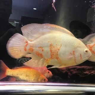 熱帯魚アルビノオスカー25cm