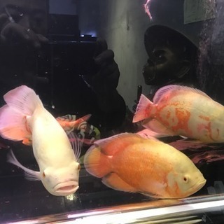 熱帯魚アルビノオスカー25cm
