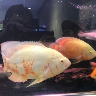 熱帯魚アルビノオスカー25cm