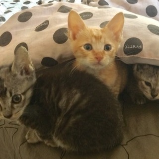 2ヶ月の兄弟子猫🐈❤️