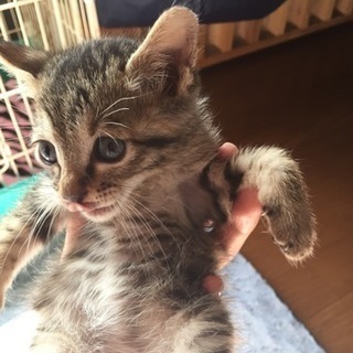 里親募集してます!! − 佐賀県