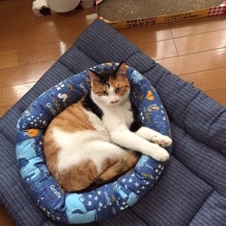 三毛猫のムギちゃん　2歳　里親様募集中 − 神奈川県