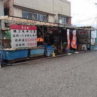 海上釣り掘にて釣った魚でお食事するお客様に料理をお出しするお仕事です。の画像