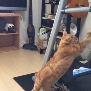 猫の義足の作り方教えてください。