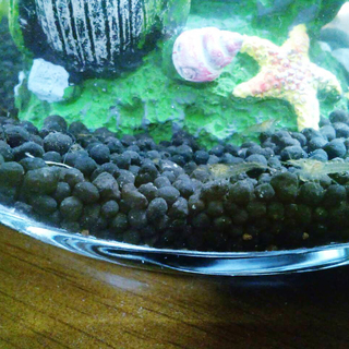 赤ちゃんエビ5匹飼育5点セット Rinae 古河のその他の中古あげます 譲ります ジモティーで不用品の処分 赤ちゃんエビ5匹飼育5点セット Rinae 古河のその他の中古あげます 譲ります ジモティーで不用品の処分