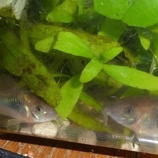 コリドラスアエネウス 赤コリ 10匹 外国産ミックスグッピー5匹を500円 茶太郎 宮原のその他の中古あげます 譲ります ジモティーで不用品の処分