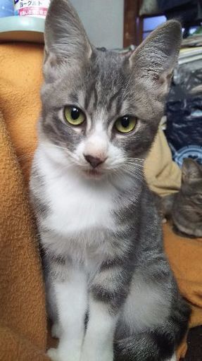 ６月生まれ 全身グレーメス ハチワレグレーオス つきつき 伊達の猫の里親募集 ジモティー