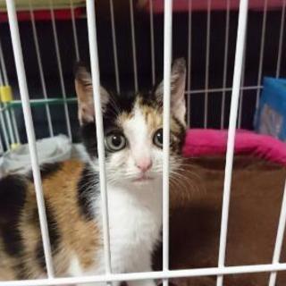 保護ネコ里親募集 猫大好き 函館の猫の里親募集 ジモティー
