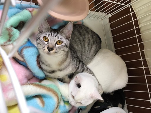 初めて猫を飼う方におススメの8ヶ月の男の子☆サバトラくん (あいるの 