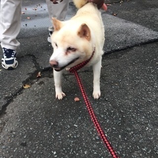 緊急！！！里親さま急募家族として可愛がってください！ - 熊本市