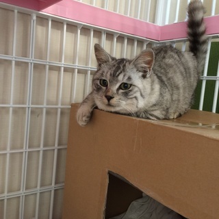 シルバーのオスのトラ猫（推定4か月）を保護しました．大切に育てて 
