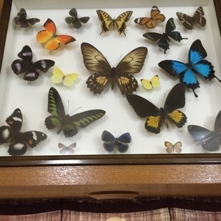 蝶  標本  相談可能