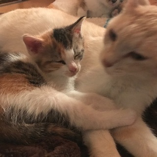 三毛猫姉妹🐱 - 猫