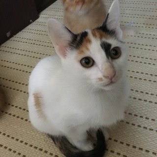 生後約3ヶ月 子猫3匹 里親募集 − 岐阜県