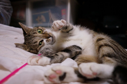 まんまる顔の超かわいい女の子 リリちゃん 動画有 ニャごや 名古屋の猫の里親募集 ジモティー まんまる顔の超かわいい女の子 リリちゃん 動画有 ニャごや 名古屋の猫の里親募集 ジモティー