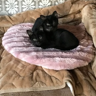 黒い子猫ちゃんの画像