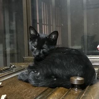 黒い子猫ちゃん - 猫