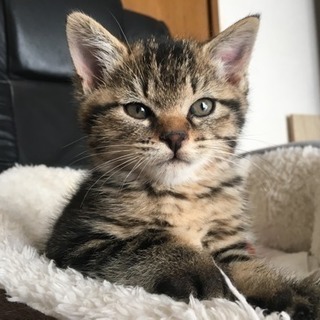 追記有り！子猫ちゃんの里親さん募集