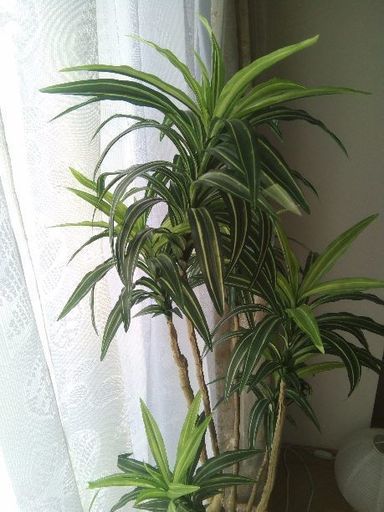 観葉植物 レプリカ ミズキ 横浜の家庭用品 ガーデニング の中古あげます 譲ります ジモティーで不用品の処分