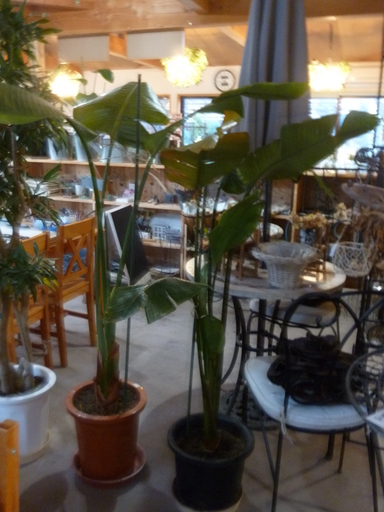 ◆観葉植物 オーガスタ（サイズ大・中・小あります）◆