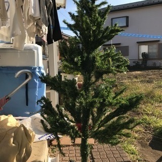 クリスマスツリー