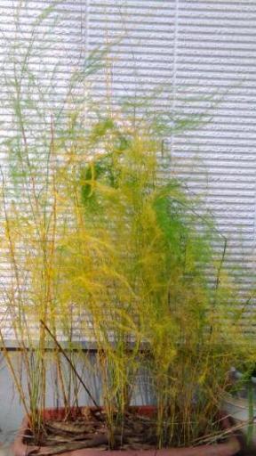 アスパラガスの苗 １苗分 田吾作 大正のその他の中古あげます 譲ります ジモティーで不用品の処分