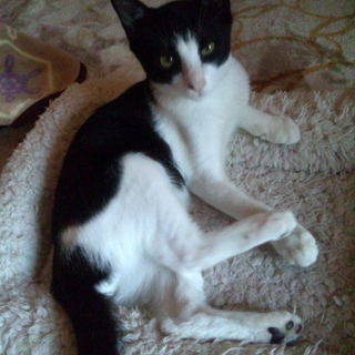 生後半年・かわいい黒白猫さん（オス） - 猫