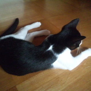 生後半年・かわいい黒白猫さん（オス） − 石川県