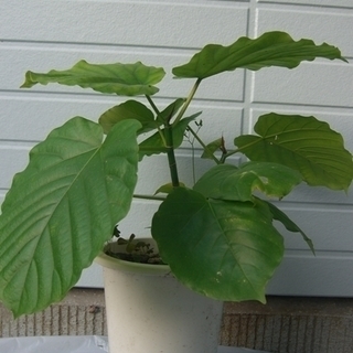 格安　オシャレな観葉植物ウンベラータ　育て方簡単　６号鉢、４０センチ