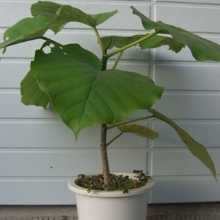格安　オシャレな観葉植物ウンベラータ　育て方簡単　６号鉢、４５センチ