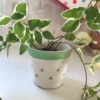 斑入りツル日々草 植木鉢入り