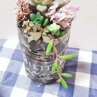 多肉植物寄せ植え☆ミリタリー缶