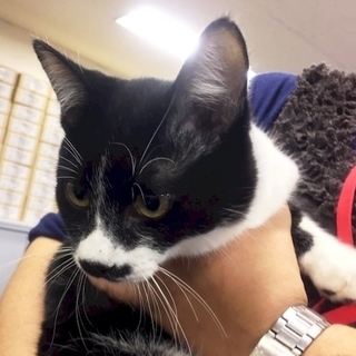 12月17日(日) 猫の譲渡会  名古屋市守山区 もりやま犬と猫の病院 みなと猫の会主催 − 愛知県