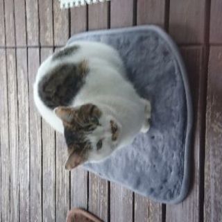 とても人懐こい猫たちです。