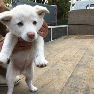 代理投稿 仔犬差し上げます(雑種)