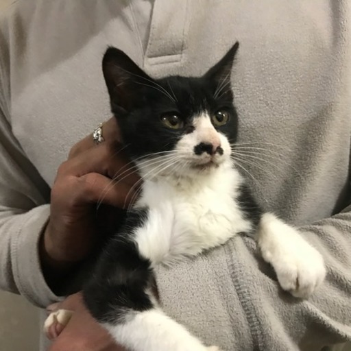 甘えん坊のはちわれちゃん 約3ヶ月 (ちま) 富山の猫の里親募集|ジモティー