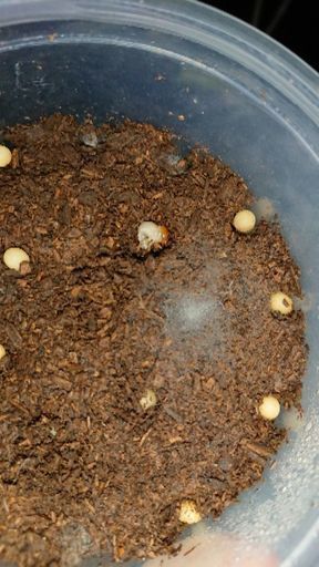 ネプチューンオオカブト初齢幼虫5匹