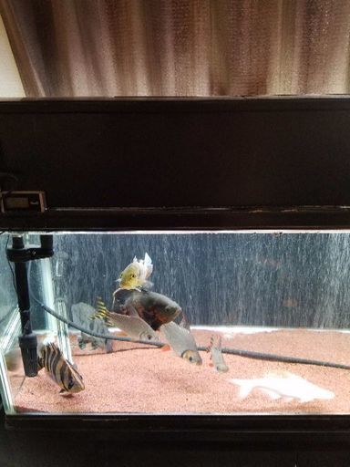 熱帯魚　マンファリ、スポガー、ポリプテルス、プラチナスネークヘッド