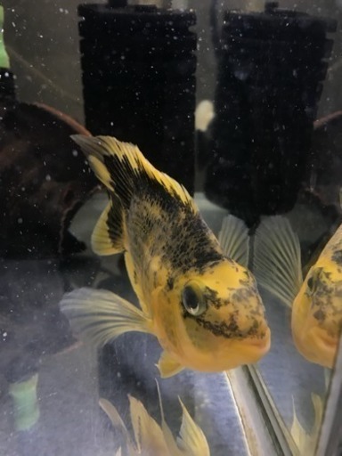 熱帯魚 パロット おはようえがお 麻生のその他の中古あげます 譲ります ジモティーで不用品の処分