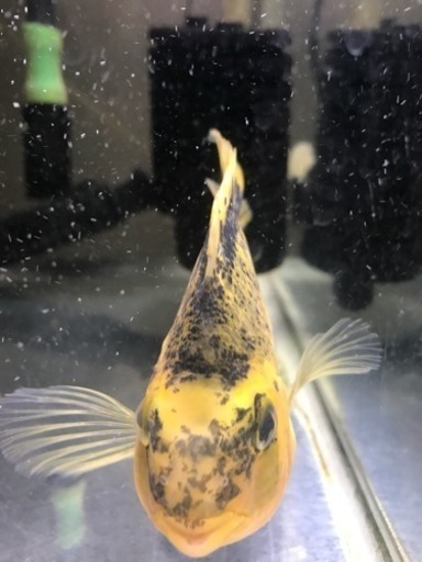 熱帯魚 パロット おはようえがお 麻生のその他の中古あげます 譲ります ジモティーで不用品の処分 熱帯魚 パロット おはようえがお 麻生のその他の中古あげます 譲ります ジモティーで不用品の処分