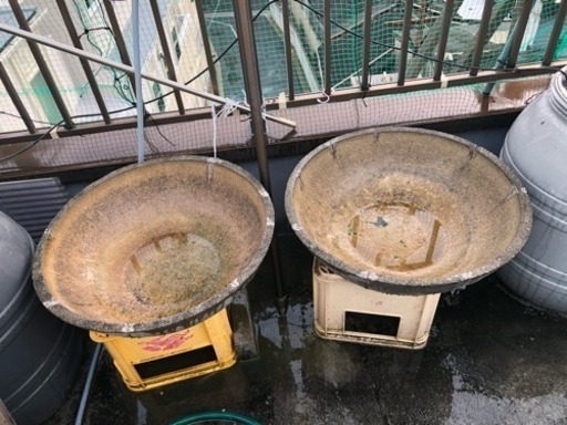 土佐錦飼育必須品 丸鉢モルタル3FRP2