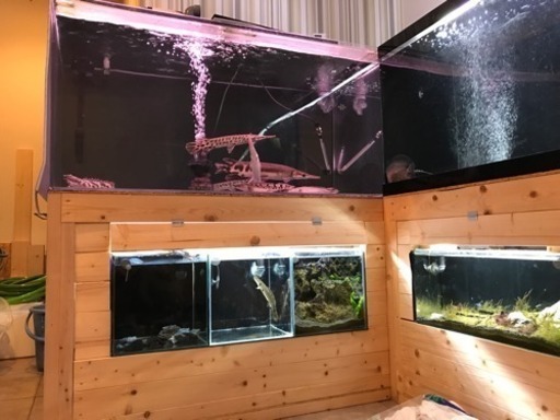 熱帯魚 爬虫類 水槽台 オーダーメイド あきあき 神戸の家具の中古あげます 譲ります ジモティーで不用品の処分 熱帯魚 爬虫類 水槽台 オーダーメイド あきあき 神戸の家具の中古あげます 譲ります ジモティーで不用品の処分