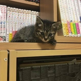 保護猫3匹(11/5記載変更あり) - 大阪市