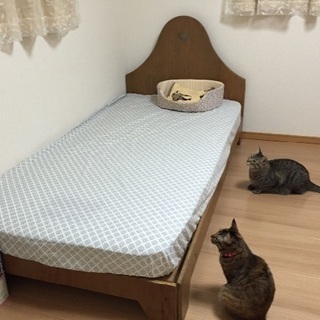 『ねこ部屋大阪豊中』一時お預かり◎猫ペットホテル