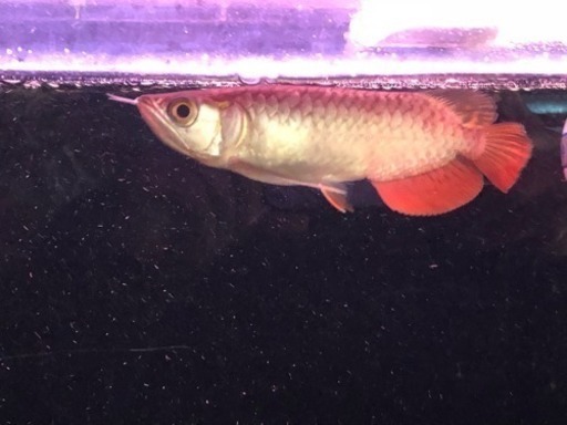 送料込み ロングフィン 過背金龍  熱帯魚 アロワナ 水槽