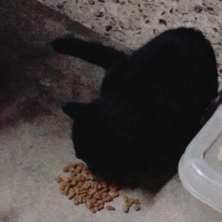 ３日前の夜から黒猫が家に迷い込みました。多分飼い猫です！ - 手伝って/助けて