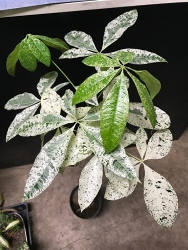 珍しい★斑入りのパキラ★ミルキーウェイ★観葉植物★インテリアグリーン