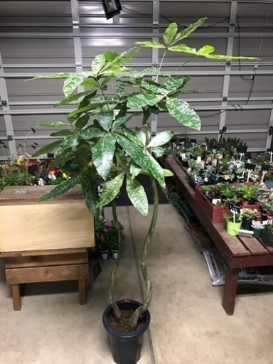 斑入りパキラのミルキーウェイ◆観葉植物インテリアグリーン