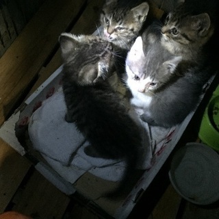 1ヶ月半の子猫4匹