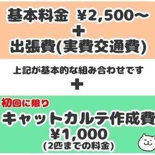 猫専門店 キャットシッター☆クリスマス・年末年始の準備はお済みですか？ - ペット